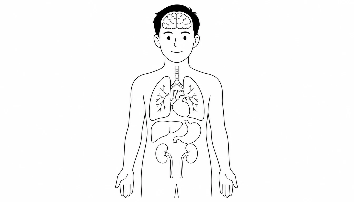 Diagrama de los órganos internos del cuerpo humano en inglés - KSE Academy
